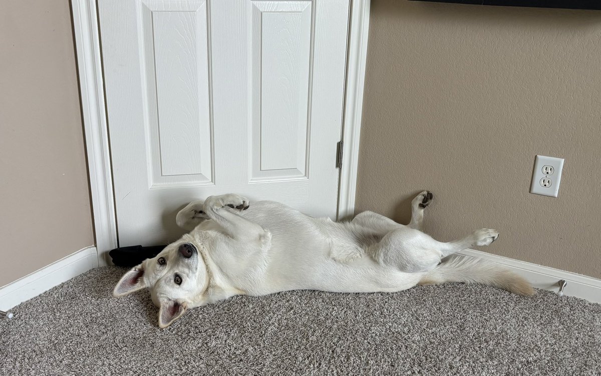 Guess who tried to destroy the air conditioning unit, for the second time?