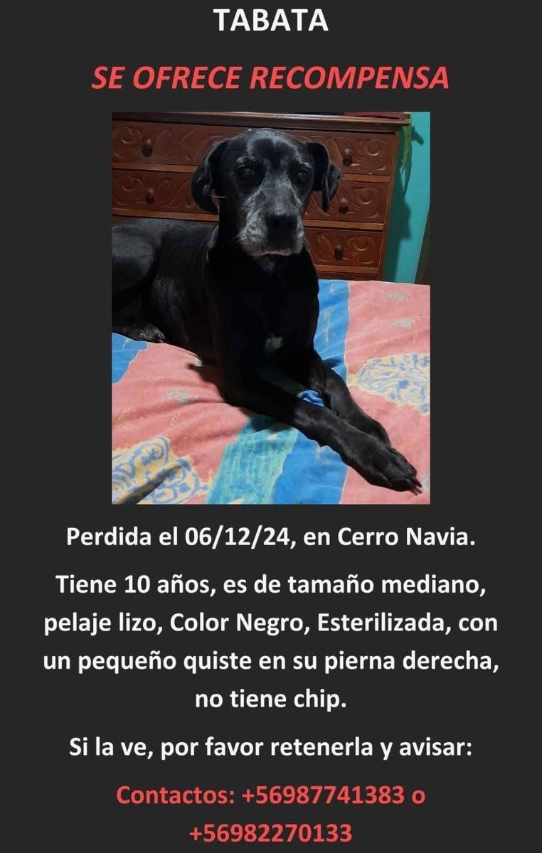 Copiado de Facebook 
😢NO HEMOS DEJADO DE BUSCARTE VIEJITA 
SE PERDIÓ HACE 4 MESES EN #CERRONAVIA POR FAVOR SI LA VEN, SE LLAMA TABATA, RETENGALA Y  AVISAN, SE RECOMPENSARÁ.
CONTACTO +56 9 87741383
#SantiagodeChile
RT <a href="/gloriabaettig/">Gloria Baettig</a> <a href="/bartorell/">#SoyBartorell</a> <a href="/rjjm2021/">Roberto Jiménez</a> <a href="/PamJiles/">#PamelaJilesDiputada</a> <a href="/Se_Me_Perdio/">Mascotas perdidas 🐶😿🍀</a>