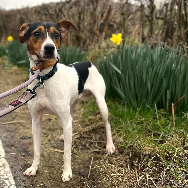 AdoptionsUk tweet picture
