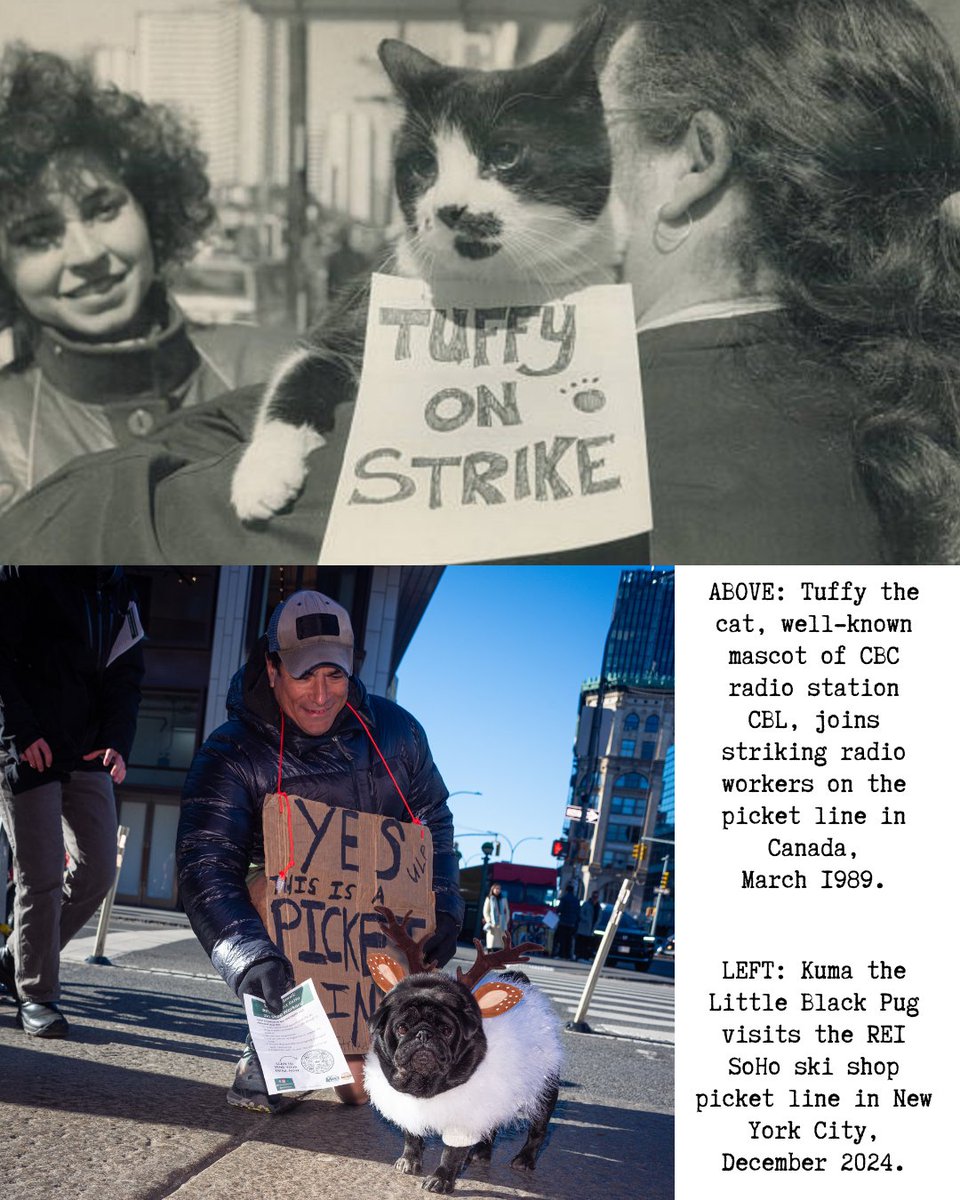 RWDSU (@rwdsu) on Twitter photo Happy #NationalPetDay to all our furry union pals! Featured here are two iconic union pets: Tuffy the cat, who famously joined the CBL worker picket line in Mar 1989 & Kuma the Little Black Pug, who supported striking <a href="/reiunionsoho/">REI Union SoHo</a> ski shop workers on the picket line in Dec 2024! Happy #NationalPetDay to all our furry union pals! Featured here are two iconic union pets: Tuffy the cat, who famously joined the CBL worker picket line in Mar 1989 & Kuma the Little Black Pug, who supported striking <a href="/reiunionsoho/">REI Union SoHo</a> ski shop workers on the picket line in Dec 2024!
