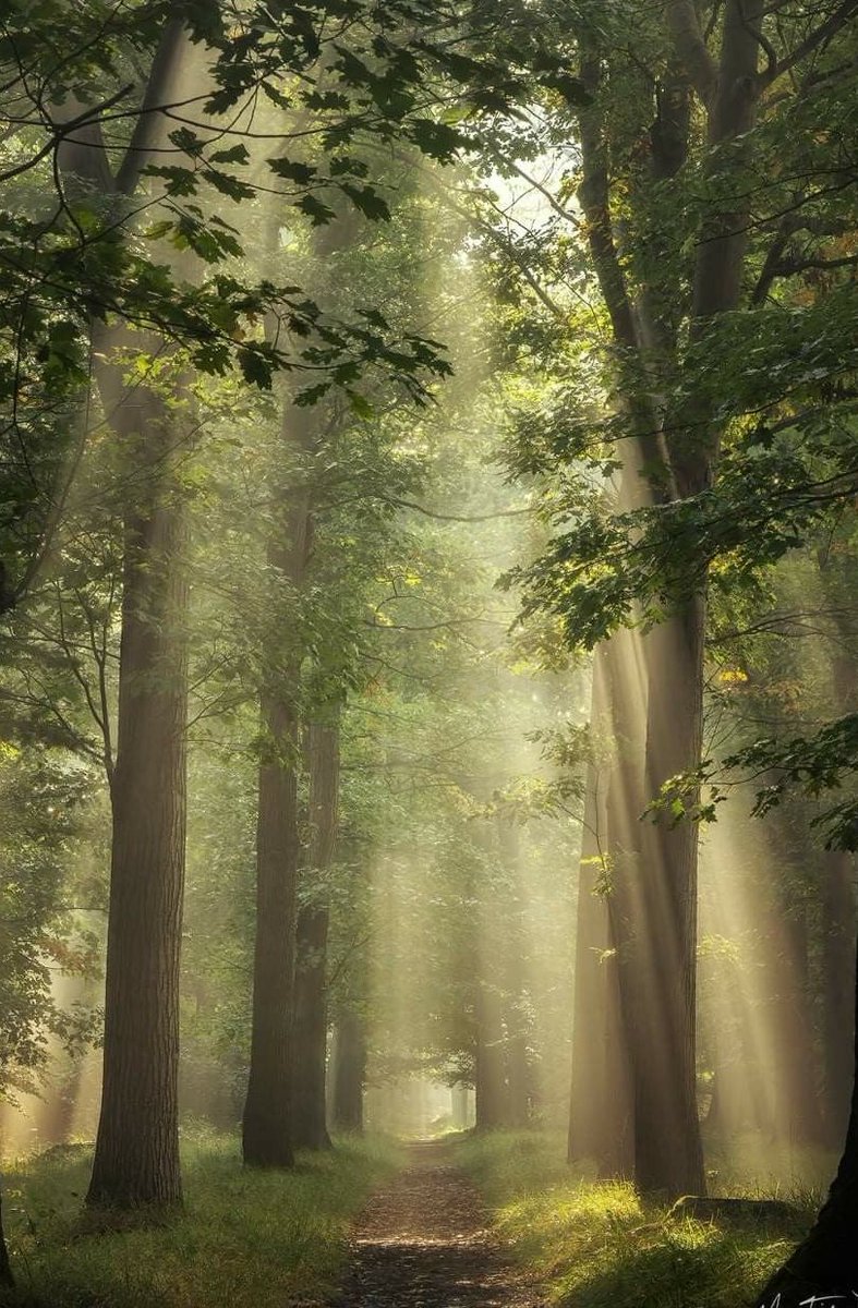 artindetails's tweet image. golden veins of light.