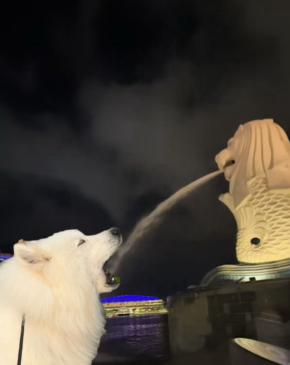 💖 (@twaniimals) on Twitter photo 