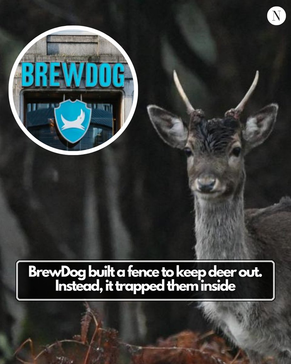 EXCLUSIVE: Fences erected to keep deer out of BrewDog's Scottish tree-planting project have actually trapped the animals inside, an inspection report found