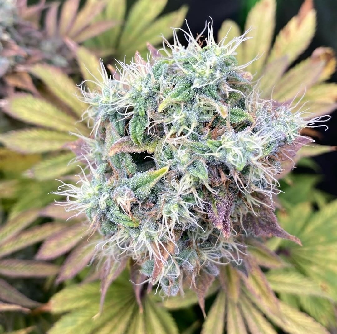 KannabiaSeedsUS's tweet photo. HELLFIRE OG by #KannabiaSeeds 🌱 @KannabiaSeeds @Kannabia_Samen @IntKannabia

📷 Credits: (IG) @bionic_grower_ Thanks, #kannabist! 😍💯🎉🧡💚

ℹ️ #HellfireOG #cannabisseeds ➡️ https://t.co/wE2AglicQv 

Fem ♀️
Hellfire OG x White Widow.
Indica dominant hybrid.

#cannabisculture https://t.co/1S7iAZwWQX