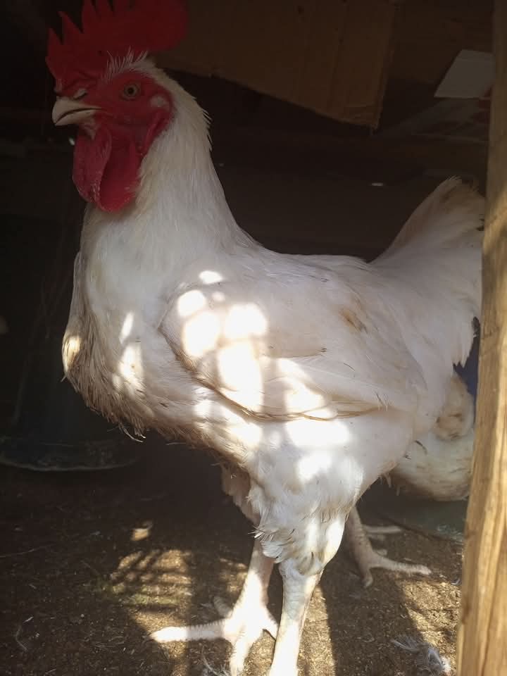 #rantchallenge Please help me by patronizing 🙏
I spent 5Months  on these chicken.. use 1sec of Ur time to
- like and repost 😭....
-Patronize me🙏 e joor hunger won't whine your kids
- Your kids wont be homeless 🤲 e joor tori  olohun, eshanu ikule abiyamo