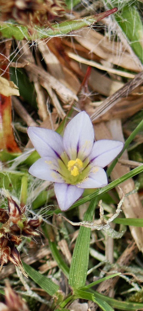 TimTim292's tweet photo. Stunning Sand Crocus in flower at Dawlish Warren today. Obliging Cirl Bunting and Greenfinch on show. @WarrenBirding @RSPBbirders @RSPBExeEstuary @freebirdnewsuk @BirdGuides @wildlife_devon @wildflower_hour @WildlifeMag #CirlBunting #Greenfinch #SandCrocus #Dawlish #Birds https://t.co/vejEyyOqdB