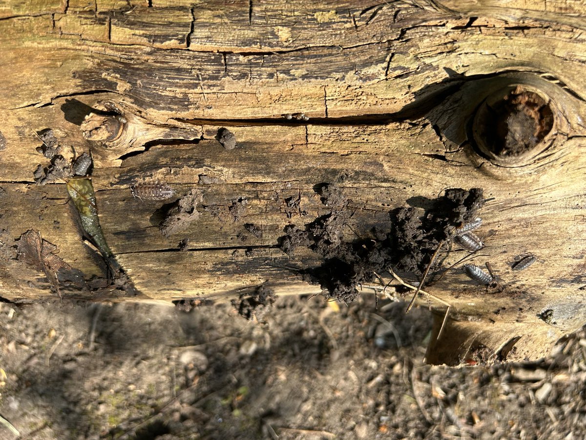Mrs Ward ๐ป (@mrsward49) on Twitter photo 3JM had the best time at Forest School this afternoon. We were collecting old leaves, twigs and logs to help with the bug habitats that the children had built ๐คฉ๐ป๐๐ชฑ๐๐@HT_LFP <a href="/LLF_DHT/">Mr. White DHT ๏ฃฟ</a> <a href="/MrsMurphy7522/">Mrs Murphy ๐ โ๏ธ ๐</a> <a href="/LFPAPjhast/">Mr J Hastings</a> 3JM had the best time at Forest School this afternoon. We were collecting old leaves, twigs and logs to help with the bug habitats that the children had built ๐คฉ๐ป๐๐ชฑ๐๐@HT_LFP <a href="/LLF_DHT/">Mr. White DHT ๏ฃฟ</a> <a href="/MrsMurphy7522/">Mrs Murphy ๐ โ๏ธ ๐</a> <a href="/LFPAPjhast/">Mr J Hastings</a>
