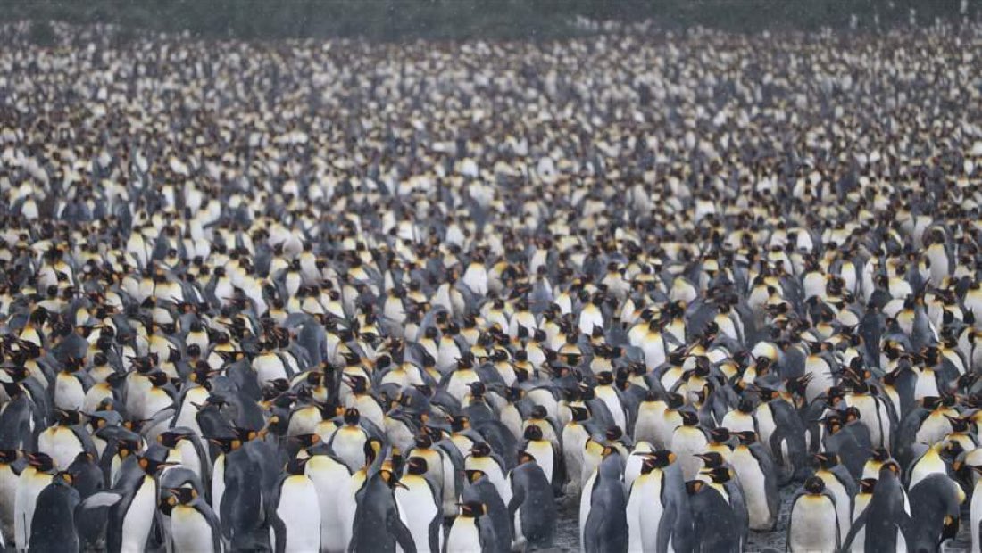 🚨 BREAKING: MASSIVE ANTI-AMERICAN PROTESTS IN HEARD AND MCDONALD ISLANDS