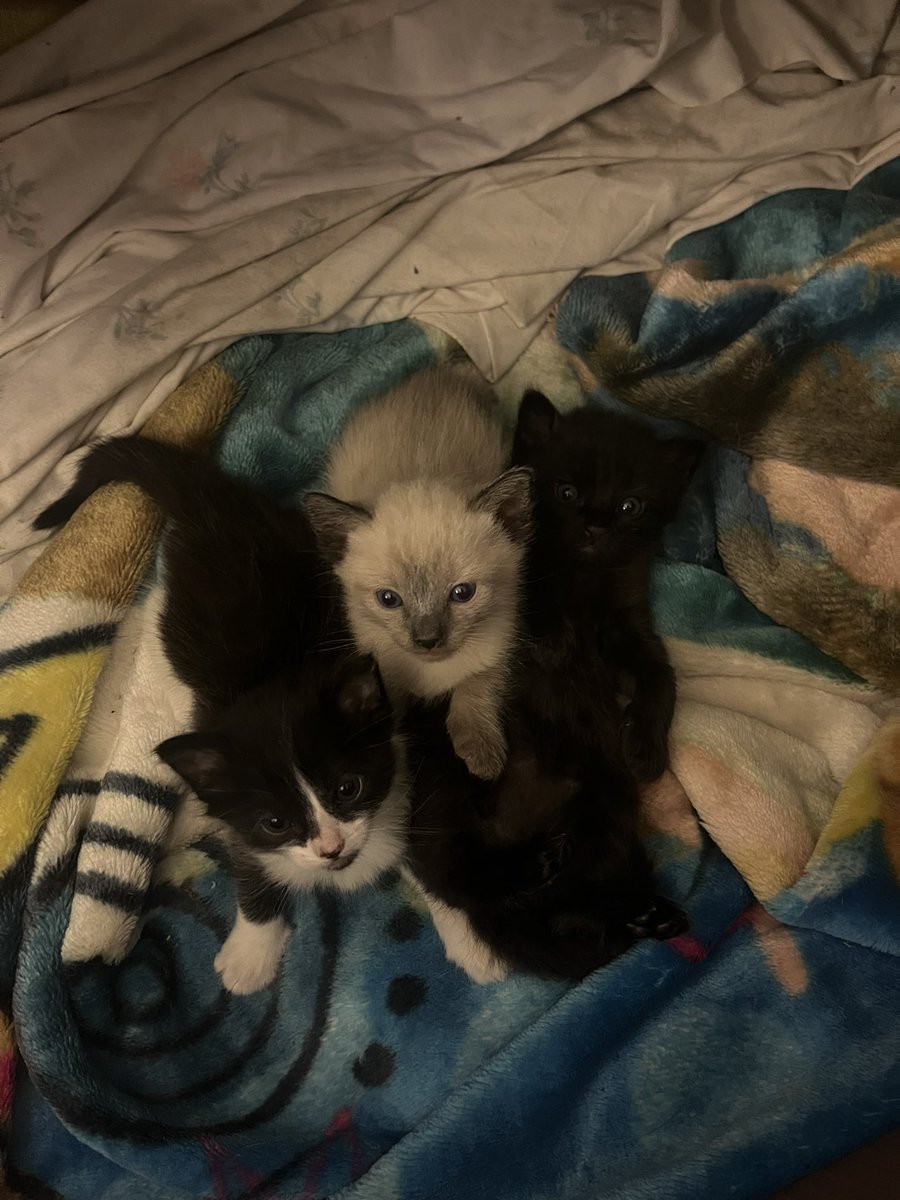 sergiosogc's tweet image. 