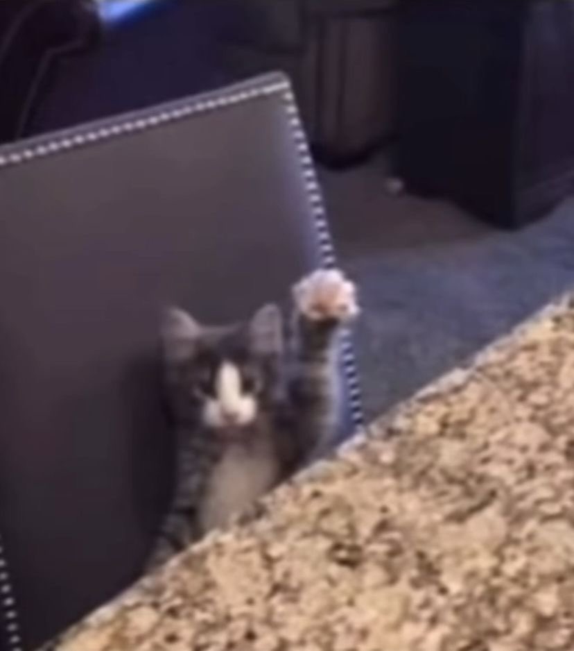 polite 고양이 whom is named 유지민