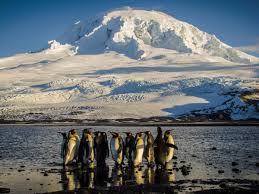 biro_marton's tweet image. King penguins on  Heard Island. Donald Trump has imposed tariffs on the uninhabited Heard  and McDonald islands near Antarctica, along with other remote external  Australian territories the Cocos (Keeling) Islands, Christmas Island and  Norfolk Island.
