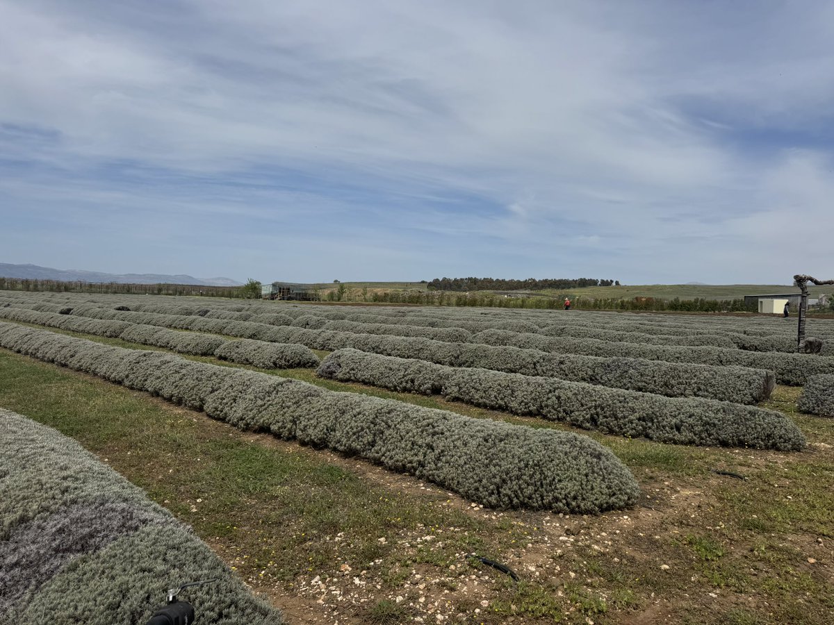 Planning new plantation and visiting vineyards and lavender farmers and industrials, in the beautiful Golan Heights