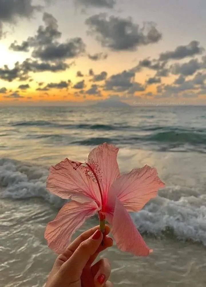 artindetails's tweet image. hibiscus