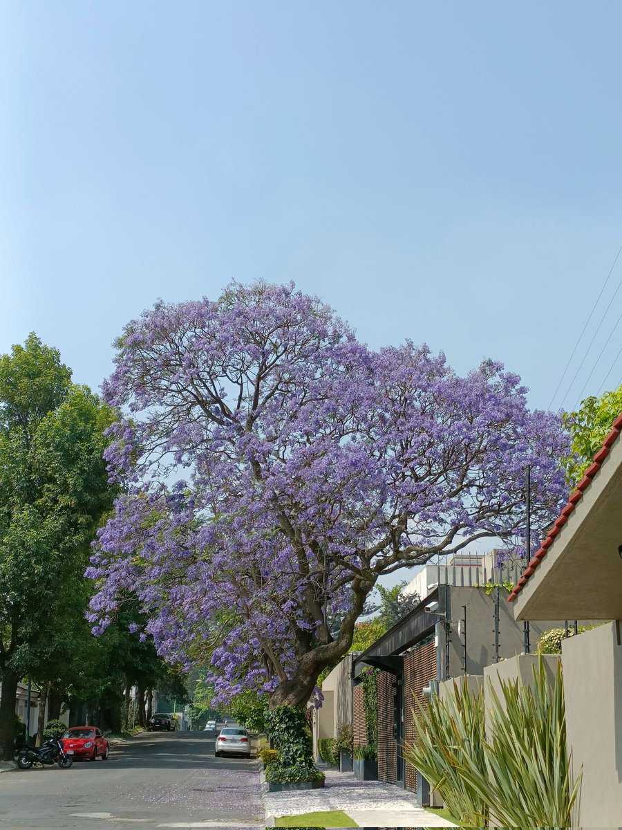 #JacarandaAzteca <a href="/RicardoBSalinas/">Don Ricardo Salinas Pliego</a> <a href="/JorgeNikaidoB/">Jorge Nikaido</a> <a href="/MLMSalinas/">María Laura Medina de Salinas</a> 
19.40462,-99.24496