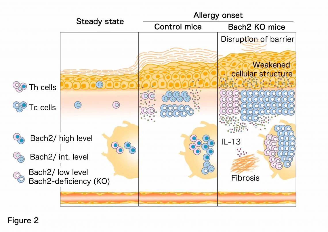 Aller_MD's tweet photo. What are the characteristics of lymphocytes that prolong #atopic #dermatitis? The presence of T cells with low-levels of #Bach2 contributes to the worsening and/or prolongation of allergic dermatitis symptoms. https://t.co/YaCxQUBtA3 https://t.co/GQpj3S8vjm