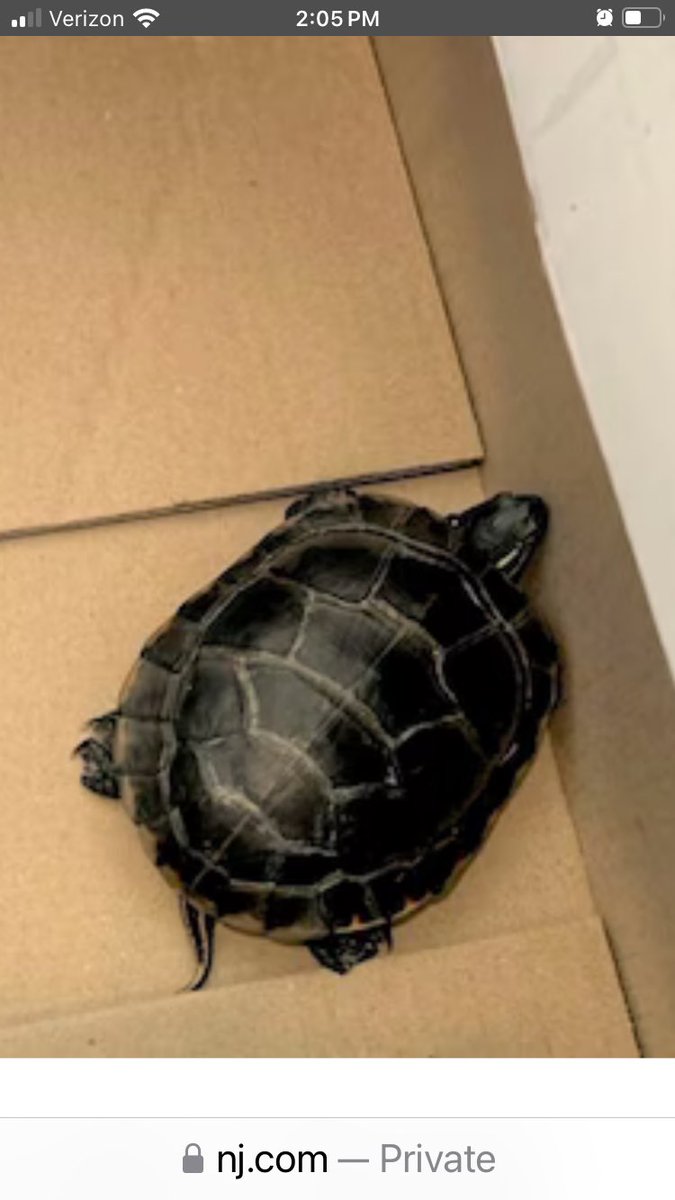 Man caught at Newark airport sneaking a turtle in his pants, and other crazy headlines. Read the story at mosaic.nj.com.