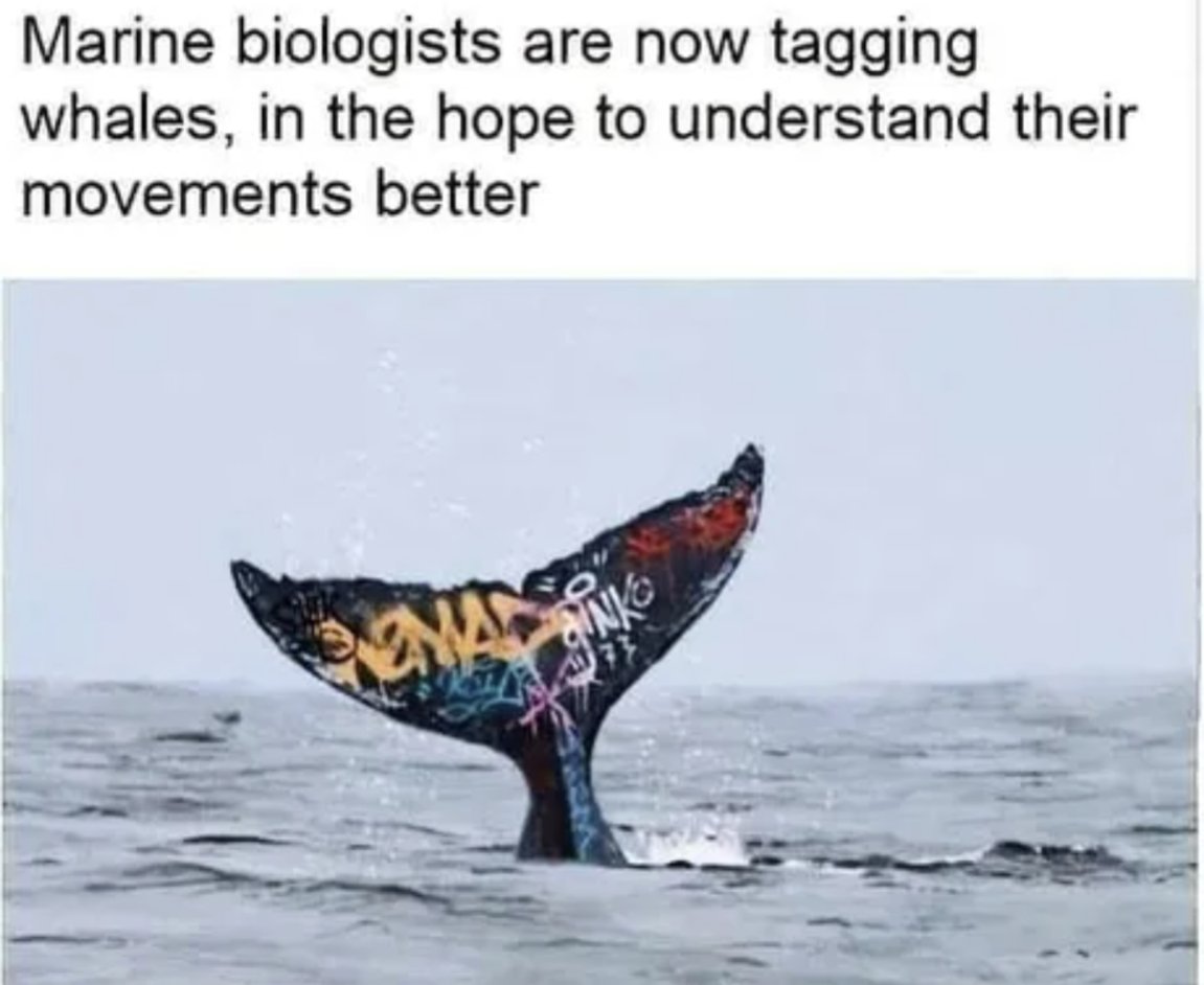 FromFriends™ Studio (@fromfriends__) on Twitter photo Wholewhale Wholewhale