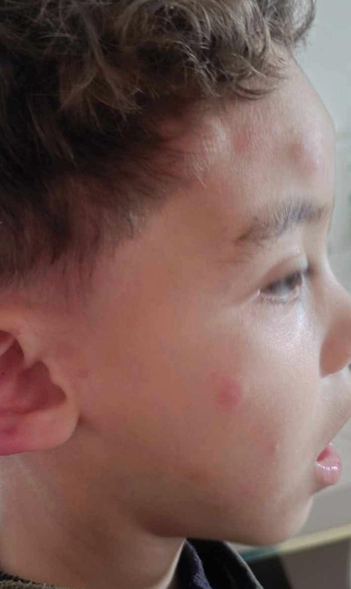 kahlout mahmoud tweet media