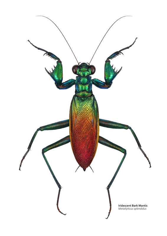 VelcroCow2's tweet image. 4 mantises, each more unusual than the last.