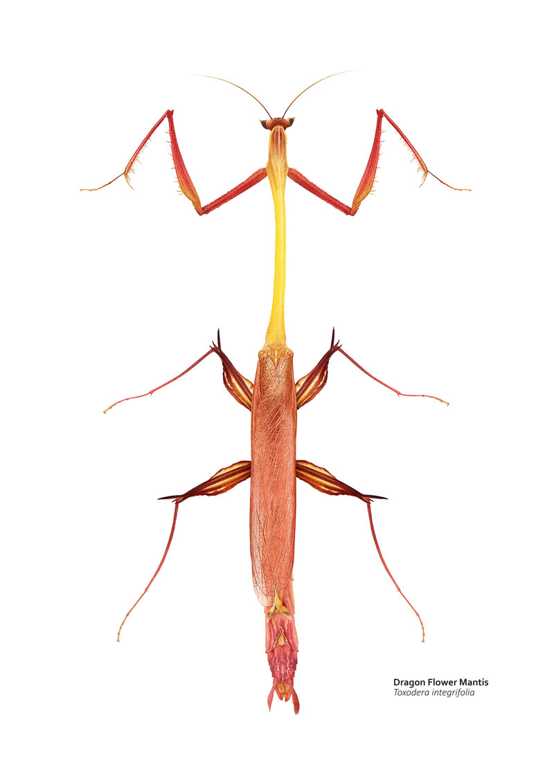 VelcroCow2's tweet image. 4 mantises, each more unusual than the last.