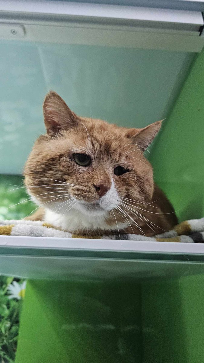 FarplaceAnimalRescue tweet media