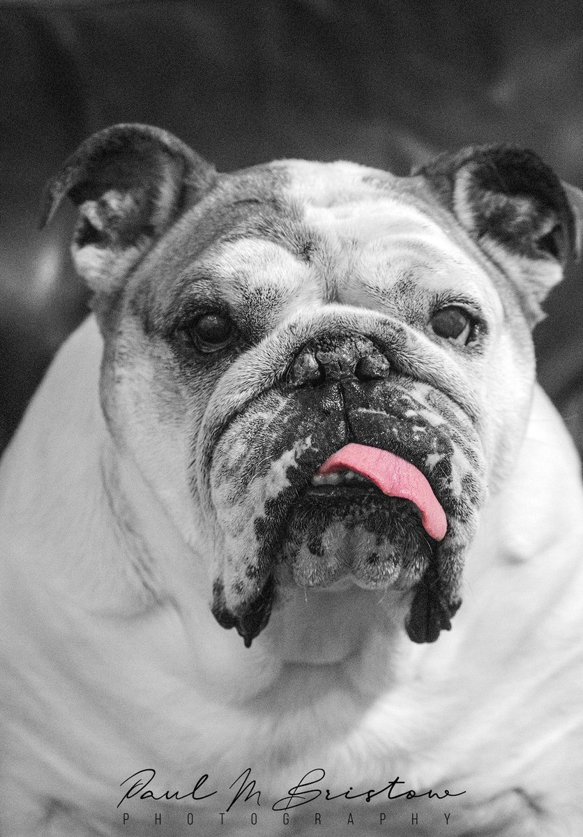 mooneyflyboy's tweet image. Meet my bulldog—rocking the black-and-white vibe with a pop of color! Does your pup have a signature style? Drop a pic or a story below, let’s see those furry personalities shine!