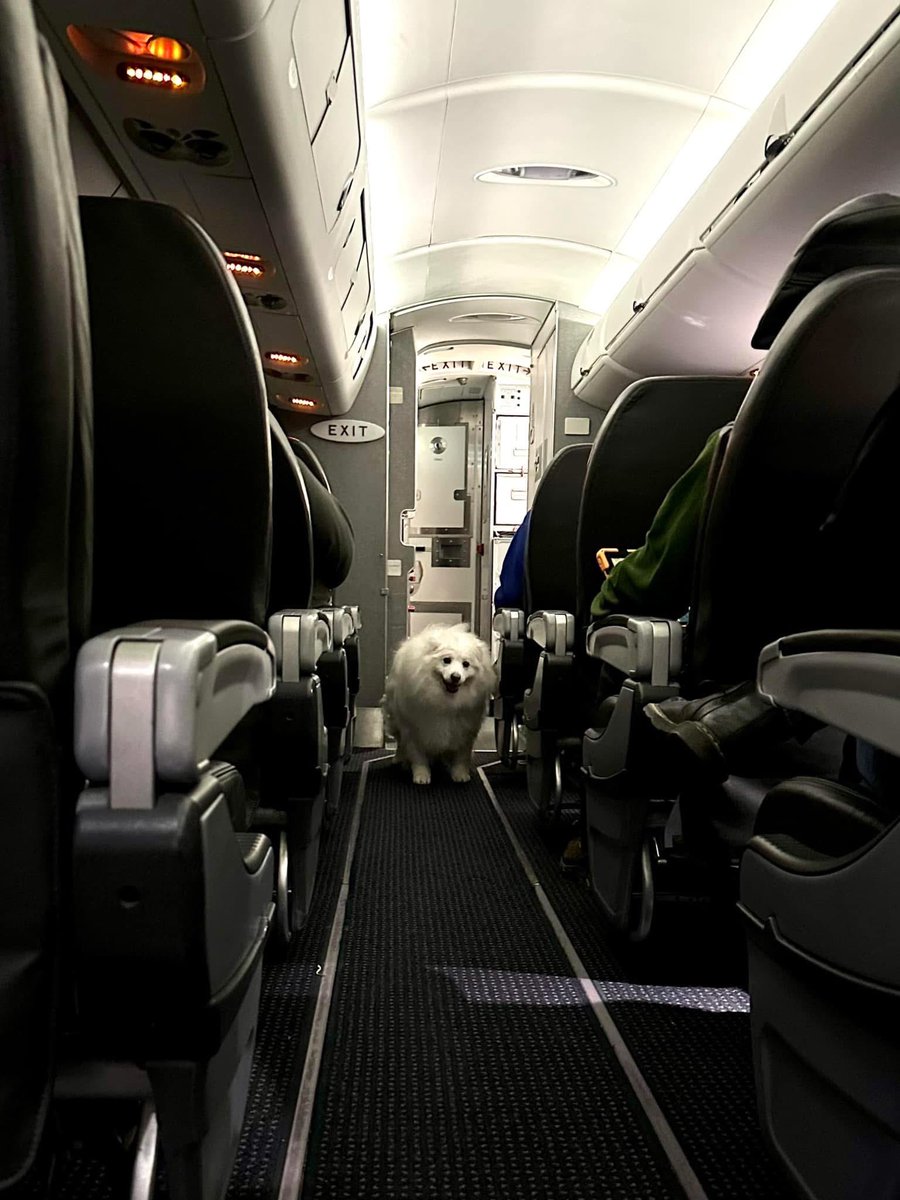 dog_rates's tweet photo. We only rate dogs. This is a cloud that has somehow gotten inside the airplane. Very cute. But also very concerning. Please only send dogs. Thank you… 12/10 https://t.co/NeBMrSsnIB