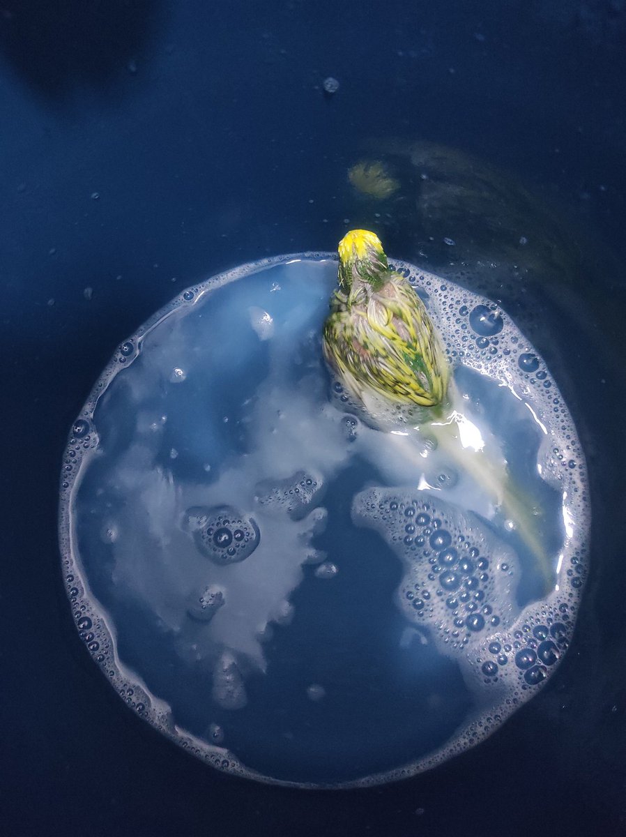 Biz bıcı bıcı olduk