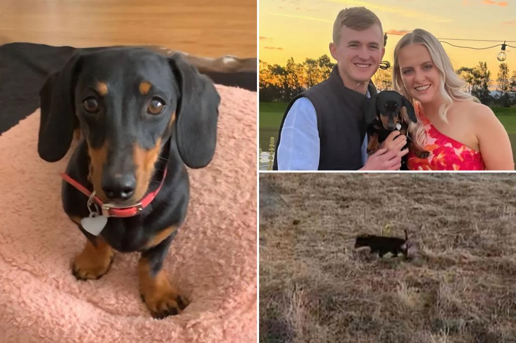 nypost's tweet photo. Tiny dog has spent over a year evading capture on remote island — but rescuers are closing in https://t.co/8O6jfsrTlk https://t.co/TJHotfIFMP