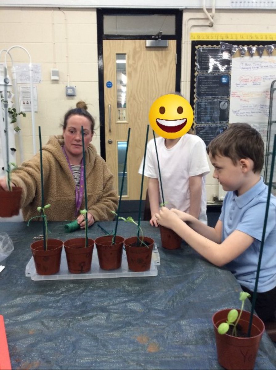Nonsuch Primary School (@nonsuch_school) on Twitter photo Our @RHSSchools gardening club were excited to see the progress of our <a href="/TheTreeCouncil/">The Tree Council</a> trees and their seedlings!🌱They busily transplanted the borage, as well as staked their sunflowers,that are growing quickly! 🌻So far,Year 4's is the tallest,closely followed by Year 6's...🌻 Our @RHSSchools gardening club were excited to see the progress of our <a href="/TheTreeCouncil/">The Tree Council</a> trees and their seedlings!🌱They busily transplanted the borage, as well as staked their sunflowers,that are growing quickly! 🌻So far,Year 4's is the tallest,closely followed by Year 6's...🌻