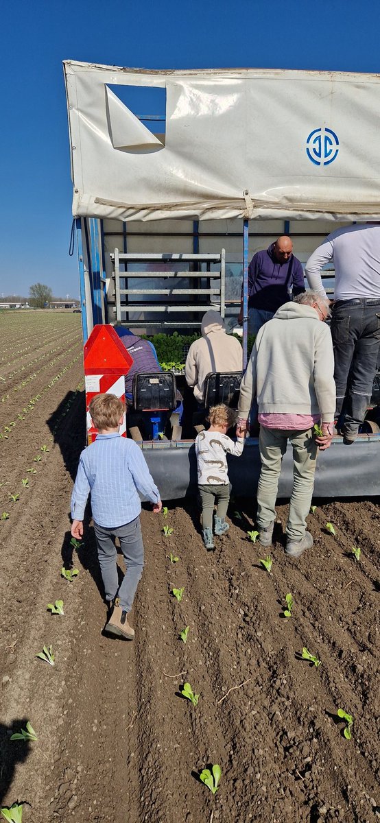 De eerste planting biologische chinese kool zit er weer in! 🤠