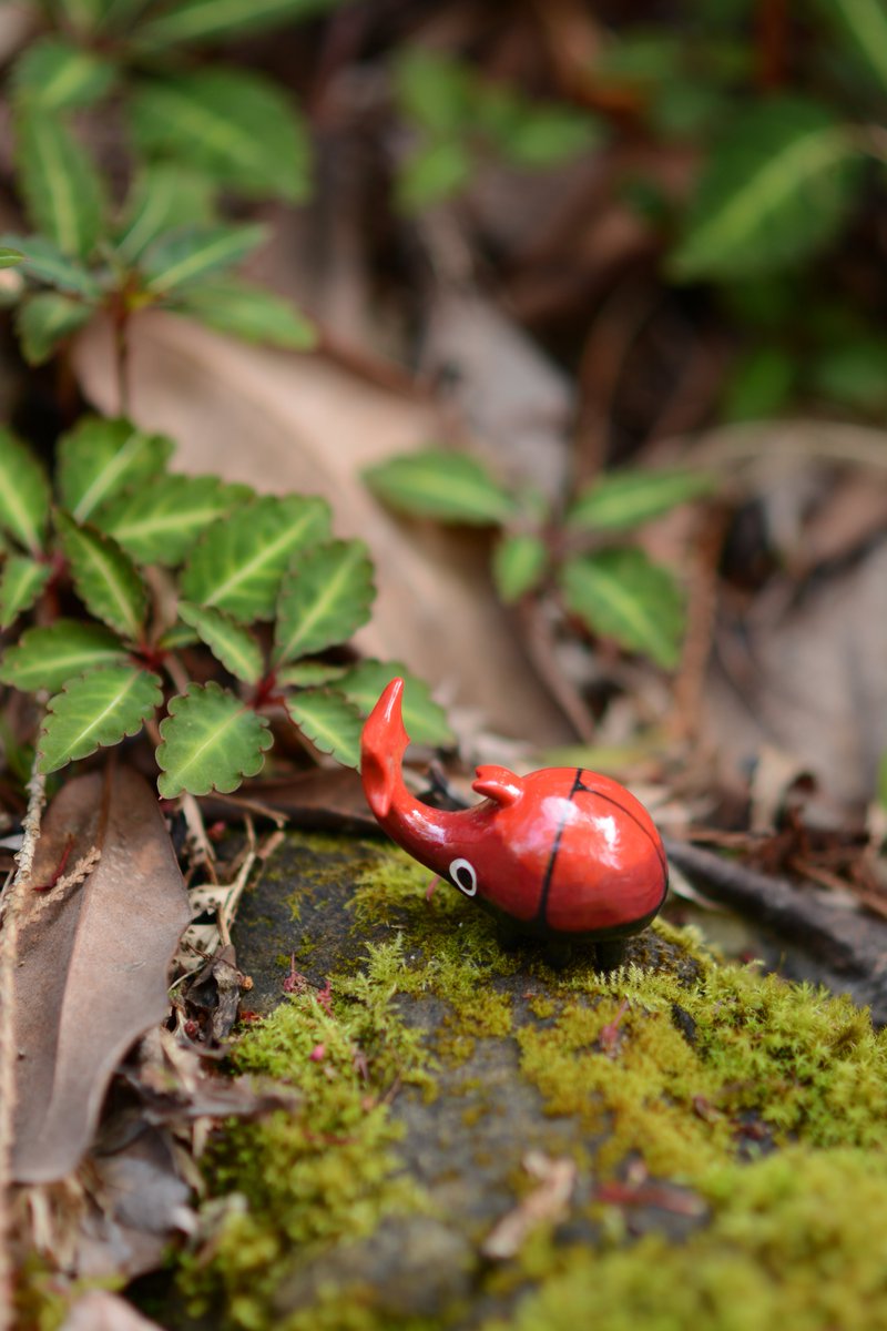 Little fella enjoying the spring! They look so good in their natural habitat! 💚