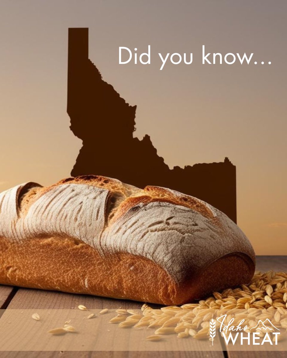Did you know that for Idahoans to consume all the wheat grown in the state, each person would need to eat 137 slices of bread every day? 
That’s a lot of toast!🍞🌾
For perspective, the recommended daily intake is just 6 ounces of grains—about the equivalent of one slice of bread