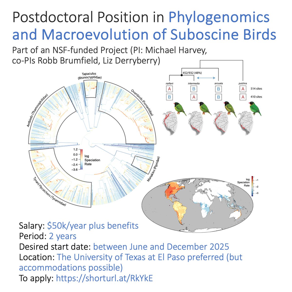 harveylab1's tweet image. We are hiring a postdoc to work on our NSF-funded project on suboscine bird diversification! Rough goal is to build phylogenies from massive dataset (data are incoming!) and analyze diversification. Posting: shorturl.at/RkYkE