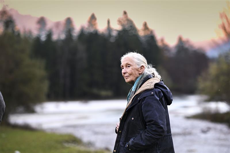 museumofscience's tweet photo. Happy 91st birthday to the legendary @janegoodallinst! 💚
From transforming how we see chimpanzees to launching a global movement for the planet, Dr. Goodall continues to inspire action and hope. Here’s to you, Jane! #GoodallDay https://t.co/WVpKhyIOp2