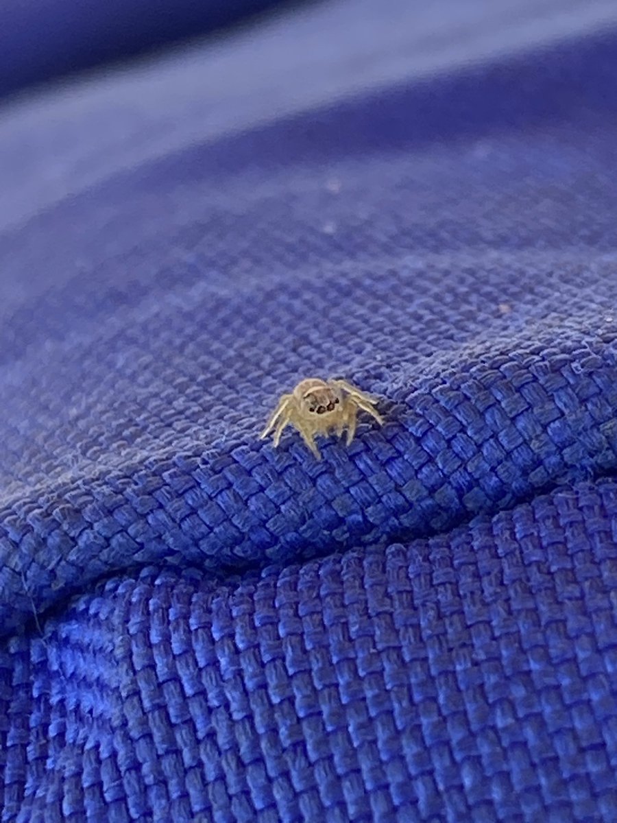 fã clube da beiçola (@beicolaprivacy) / Posts / X