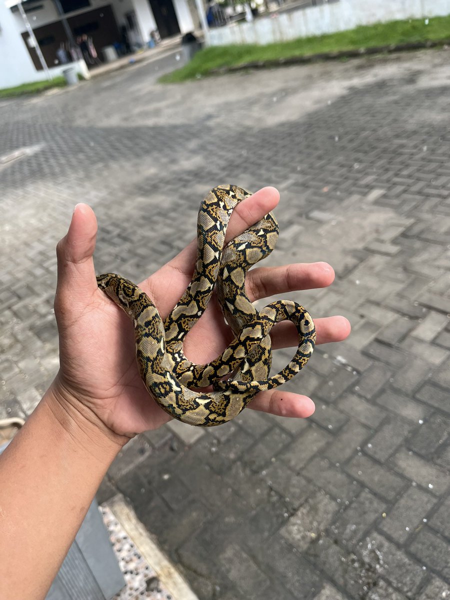 nyxliner34's tweet image. #reticulatedpython