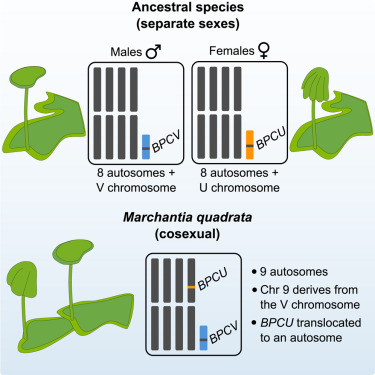 CellReports's tweet photo. Insights into convergent evolution of cosexuality in liverworts from the Marchantia quadrata genome https://t.co/defFZXb9dy https://t.co/UoWgZiQRBn