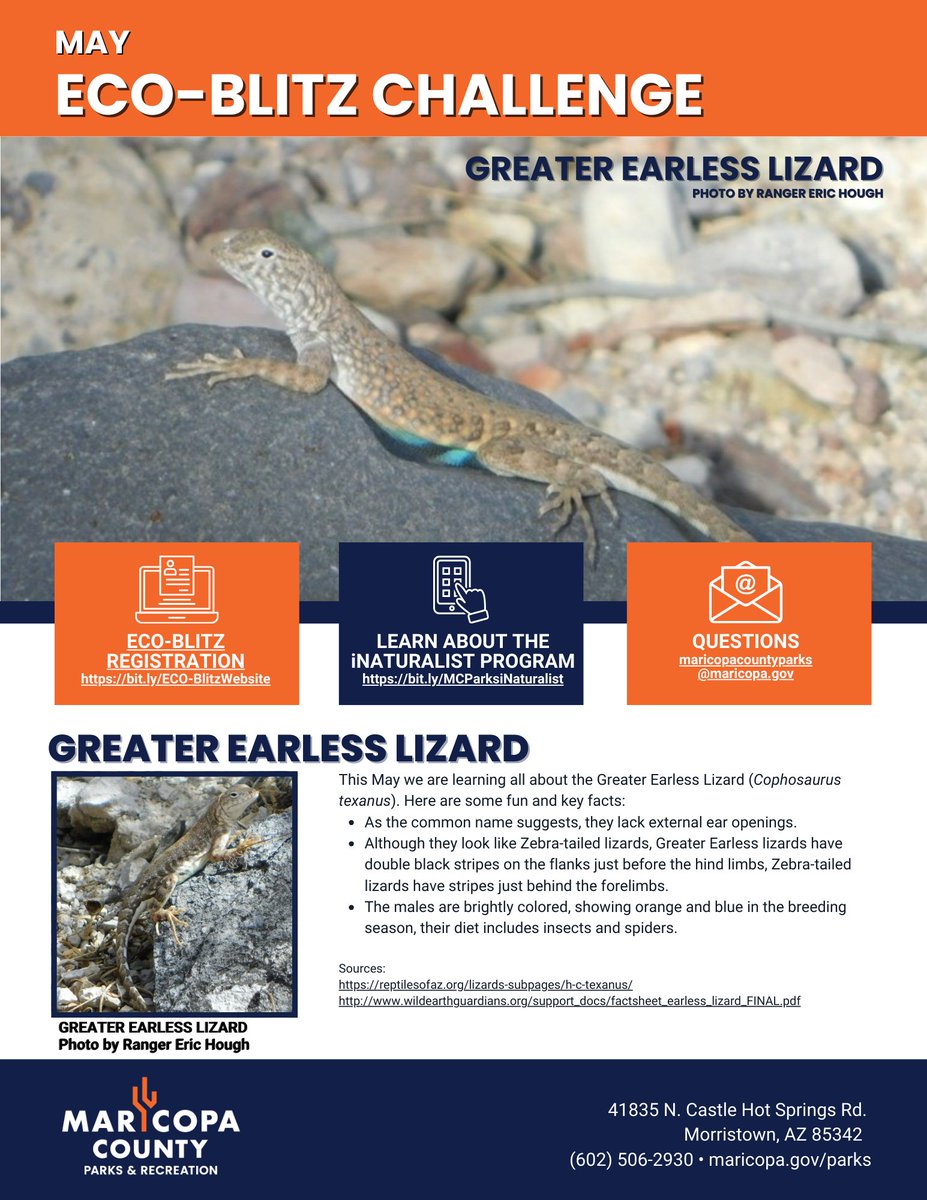 Maricopa County Parks (@maricopaparks) on Twitter photo “Can you hear me now?” Did you know the Greater Earless Lizard can still hear despite being earless? To learn more about the Greater Earless Lizard, join the:
Eco-Blitz Program: maricopacountyparks.net/about-us/eco-b…
Park Programs: maricopacountyparks.net/events/
iNaturalist: inaturalist.org/projects/maric… “Can you hear me now?” Did you know the Greater Earless Lizard can still hear despite being earless? To learn more about the Greater Earless Lizard, join the:
Eco-Blitz Program: maricopacountyparks.net/about-us/eco-b…
Park Programs: maricopacountyparks.net/events/
iNaturalist: inaturalist.org/projects/maric…