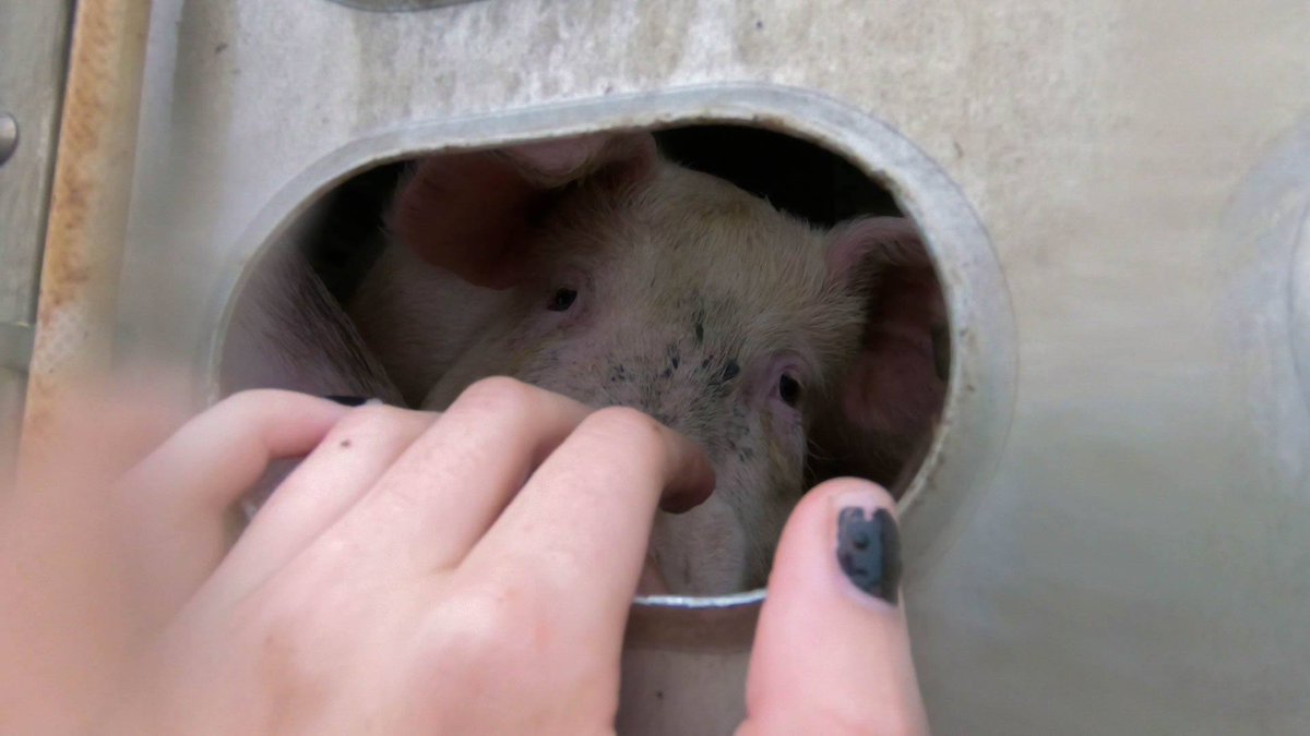 farmedanimals's tweet photo. Farm animals are transported every day on Canadian highways, and virtually all are transported at least once during their lifetime.

More than 770 million animals are transported annually in Canada. About 1.6 million of them arrive dead at the slaughterhouse every year. 💔 https://t.co/ZrGLe4VrSV