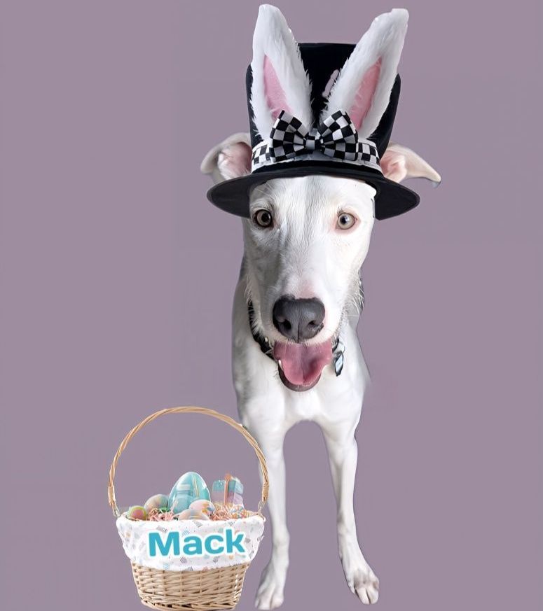 GaltxOrg's tweet photo. π° Our young man, Mack, is still seeking his perfect forever home with experienced dog parents. He just turned a year old and is a fun mixy mix. Read more about him: https://t.co/7H85LqAdR0
#GreyhoundMix #AdoptableDogs https://t.co/KrVVsgkNNG