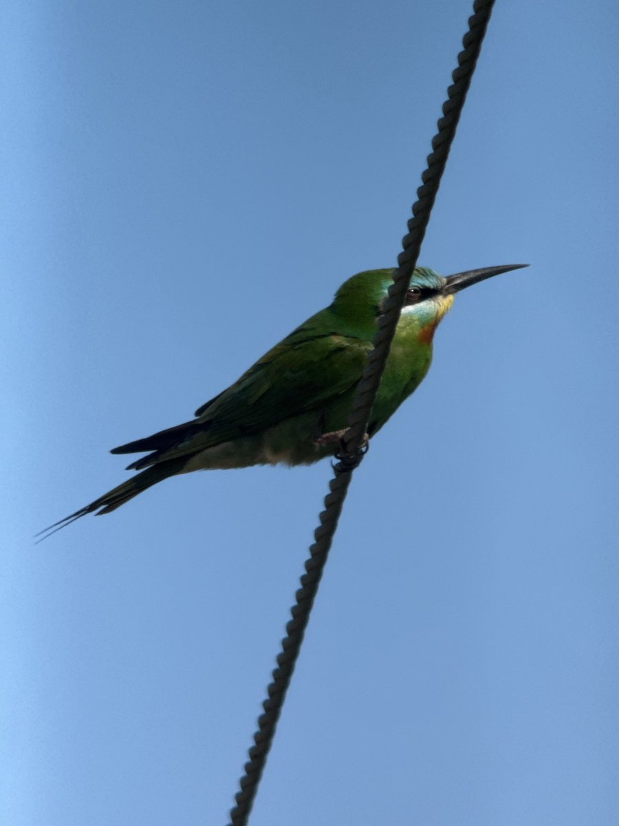 Lesser Moorhen… not what I expected to find whilst guiding around Paphos today 🤯 

Supporting cast of Baillon’s Crake, 5+ Spotted Crake, 7+ Little Crake, 2 Blue cheeked Bee eater &amp; a male Rock thrush.

Birding in Cyprus never gets tiring!

#cyprusbirds