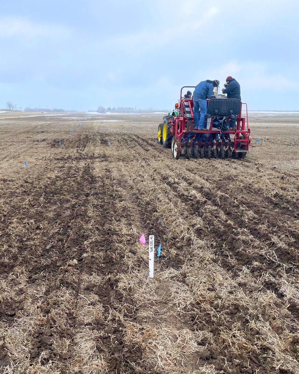 SWT (@swt) on Twitter photo Pushing boundaries. Exploring possibilities. 🚜
Ultra early seeding at our Wymark durum plots—yes, at just 2°C soil temps! With <a href="/wheatlandsask/">Wheatland Conservation Area</a>, we’re testing the limits to learn more for our growers. What happens next? Stay tuned. 🌱
#SWT #InnovationInTheField #SaskAg Pushing boundaries. Exploring possibilities. 🚜
Ultra early seeding at our Wymark durum plots—yes, at just 2°C soil temps! With <a href="/wheatlandsask/">Wheatland Conservation Area</a>, we’re testing the limits to learn more for our growers. What happens next? Stay tuned. 🌱
#SWT #InnovationInTheField #SaskAg