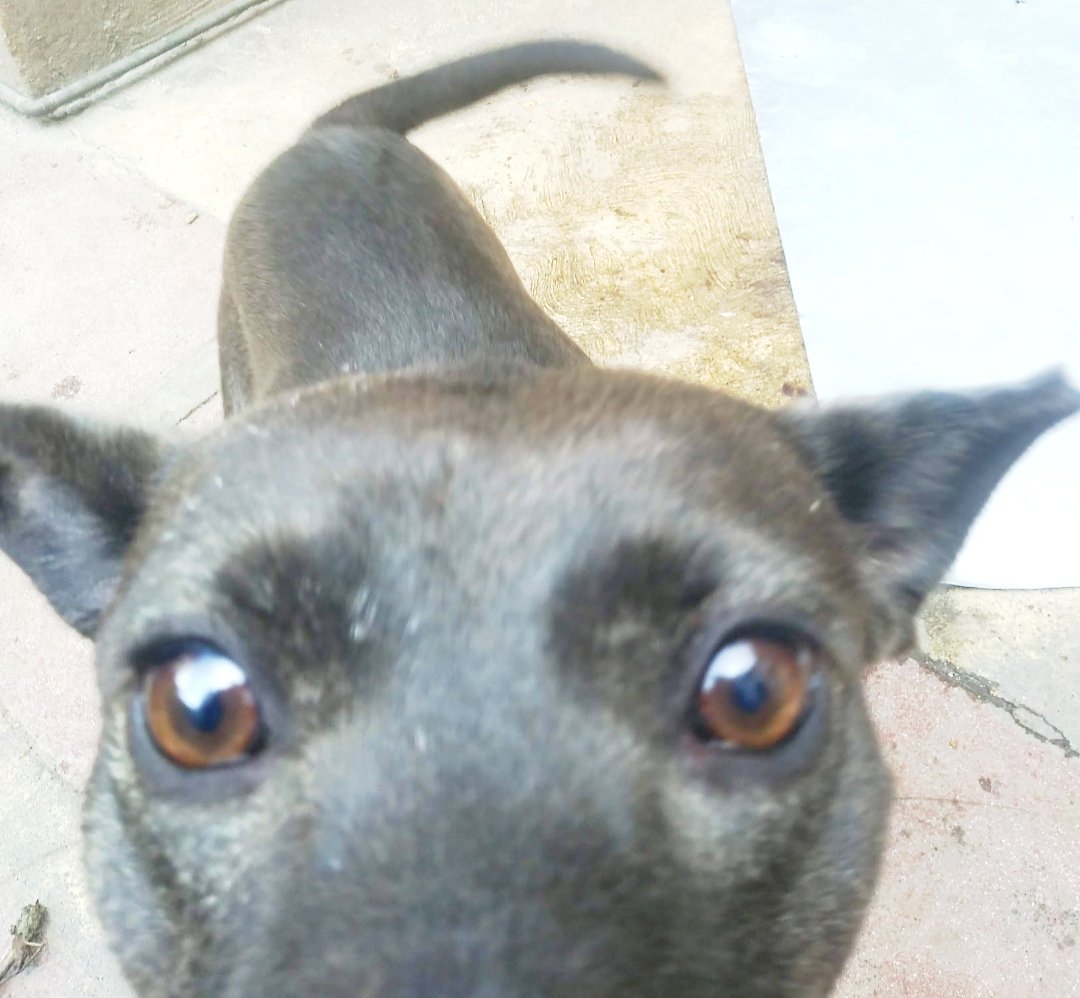 mujersina's tweet image. Vi esta historia, amigos, lloré porque estoy viviendo algo similar con una perrita que rescaté hace 8 años totalmente rota, del alma y del cuerpo, estaba mordida, golpeada, quizá atropellada. Tenía los huesos rotos, cadera  deshecha, la operaron y quedó restaurada física 👇🏼