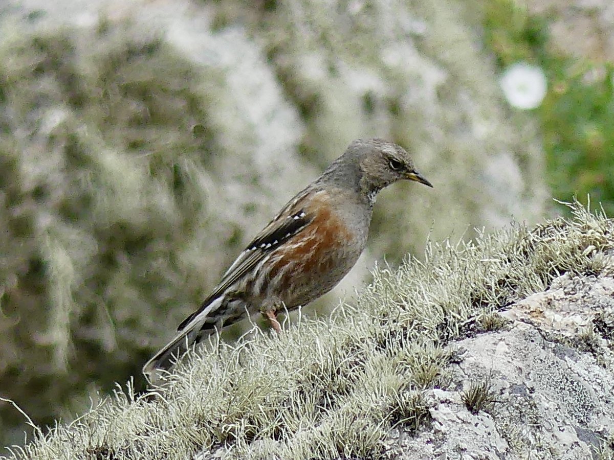 Alpine Accentor in Cornwall today.  What a bird!!