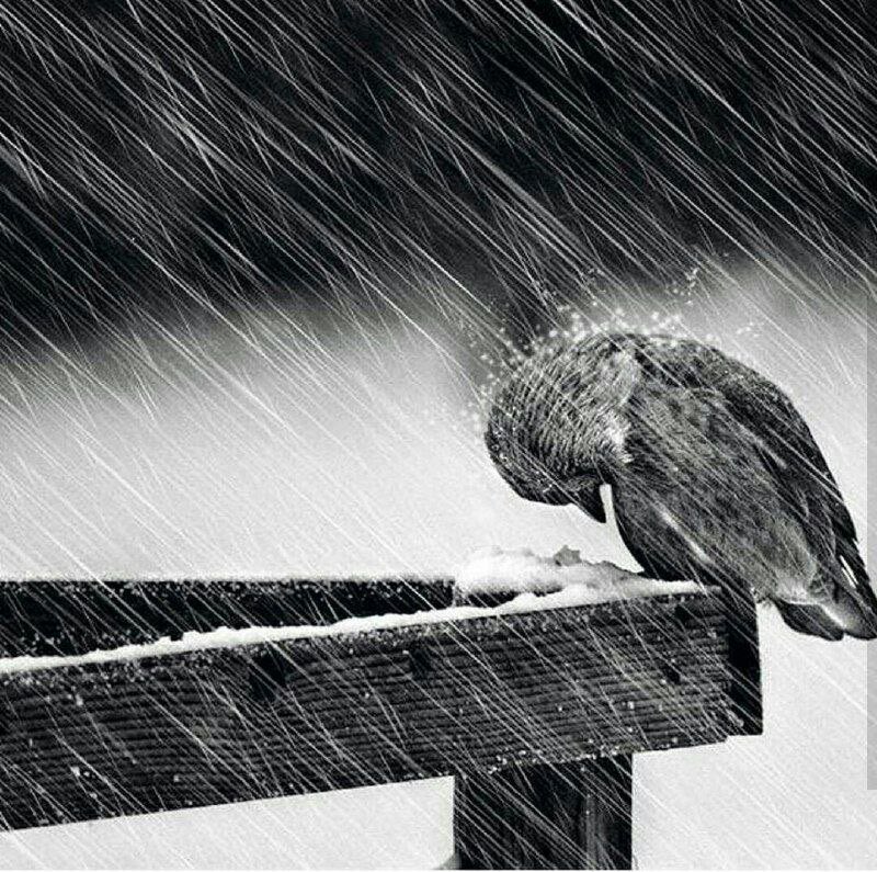 hamide_zar73283's tweet photo. #فرخی‌_یزدی میگه: 

خیال طرّه‌ی آشفته‌ی تو تا دل شب
هزار بار پریشان کند خیال مرا...

‌‌ https://t.co/jPMvyhjAnW