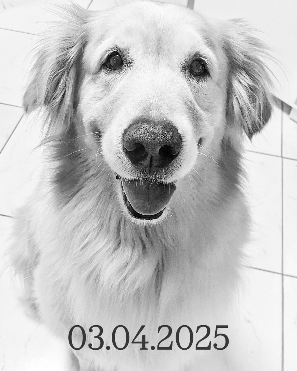 GusMoreira's tweet photo. Hoje de manhã, tive que me despedir da minha companheira de mais de 13 anos. ❤️

Lutamos por mais de um ano com o câncer, mas infelizmente hoje ele venceu. Apesar de ficar triste em saber que não vou ter você ao meu lado, quero sempre lembrar de você assim como está nessa foto. https://t.co/SmQiAKfl55