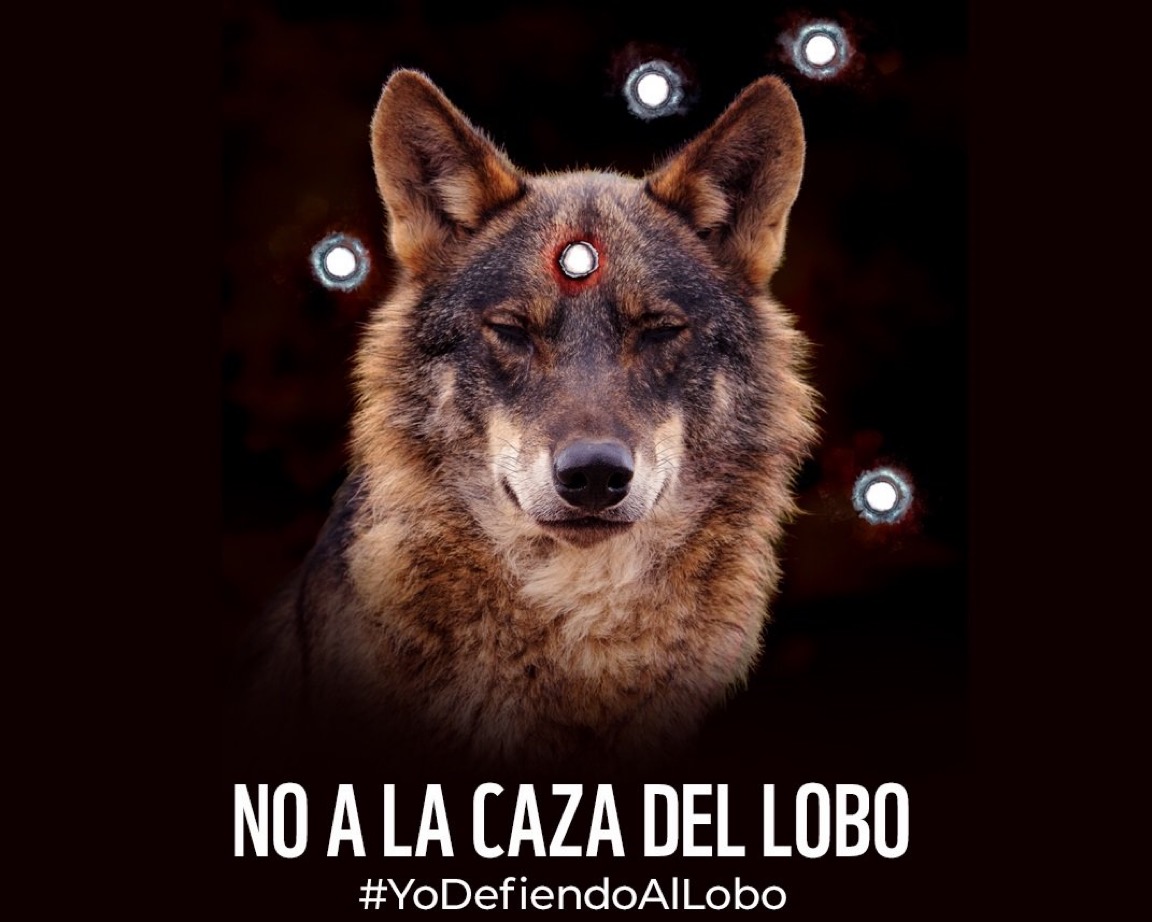 HespeTacular's tweet photo. Defendamos el Lobo Ibérico Único y en Peligro de Extinción - ¡Firma la petición! https://t.co/BYfUcPtquY https://t.co/968aoh6AYi