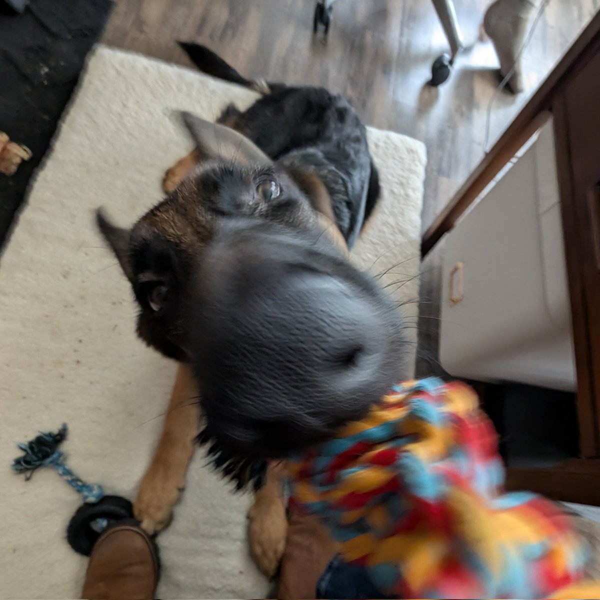 fuchsfoxfox's tweet image. not going to FWA anymore btw ... really really fucking bummed but Hemlock&apos;s last day of puppy school is on FWA weekend, and giardia already has us two months behind on obedience school so I can&apos;t afford to miss it. i hope everyone has a great time though!! also look at my dog :)