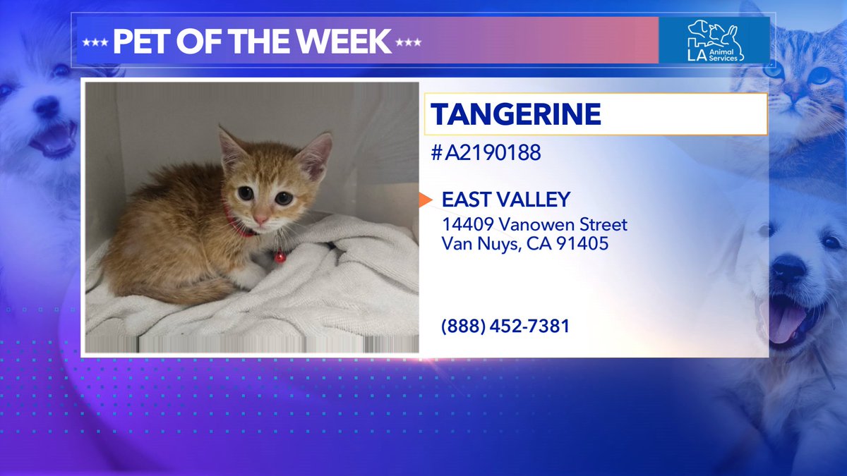 Lu Parker (@luparker) on Twitter photo Hey little kitty girl...
Meet Tangerine today 1p @ktla
She's up for adoption <a href="/LACityPets/">LA Animal Services</a> Can't wait!
Available in Van Nuys...π§‘
#ktla #petoftheweek #kitten #adoption Hey little kitty girl...
Meet Tangerine today 1p @ktla
She's up for adoption <a href="/LACityPets/">LA Animal Services</a> Can't wait!
Available in Van Nuys...π§‘
#ktla #petoftheweek #kitten #adoption